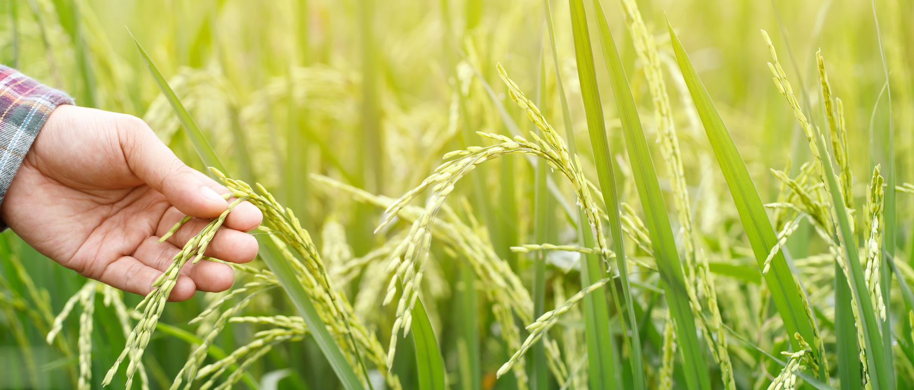 Farmer Touching Rice Grains 