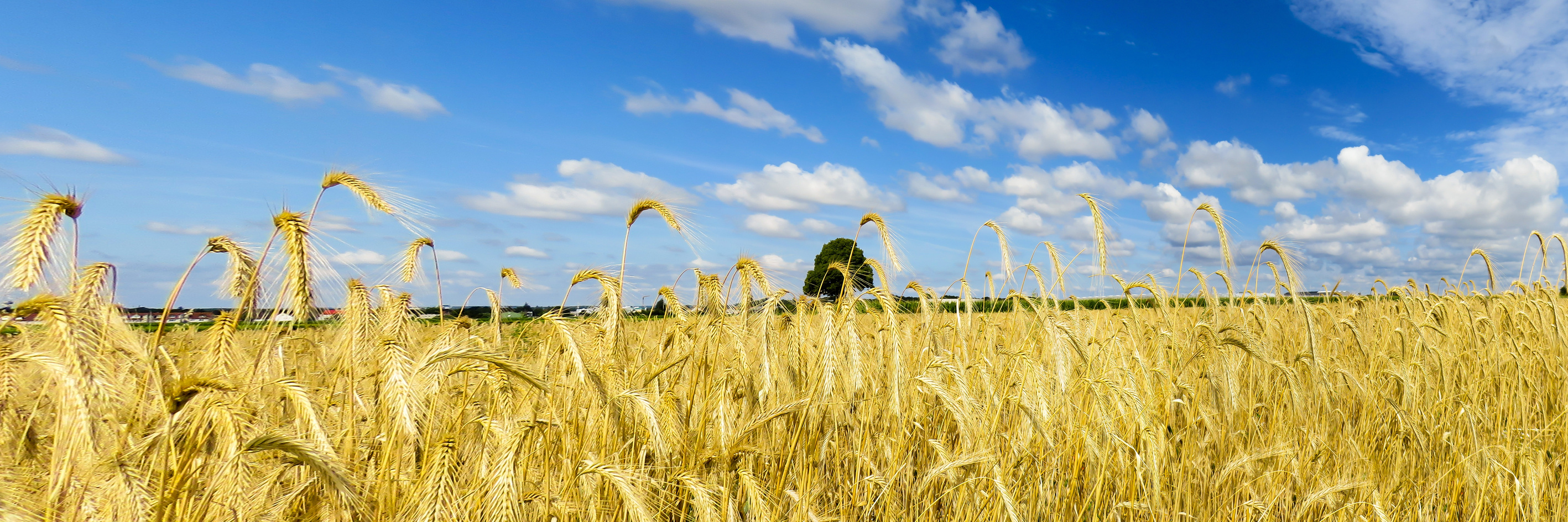 Wheat Field in the Summer